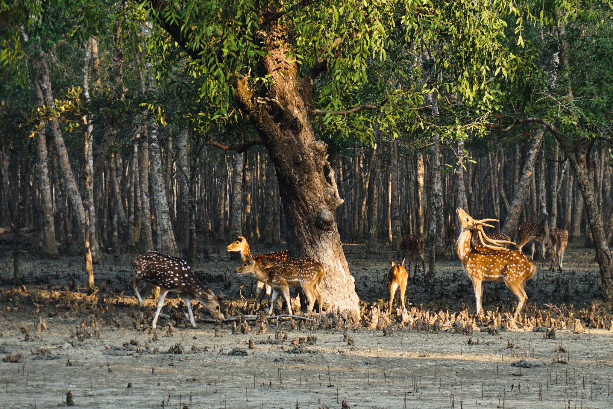 sundarbans-taabutour