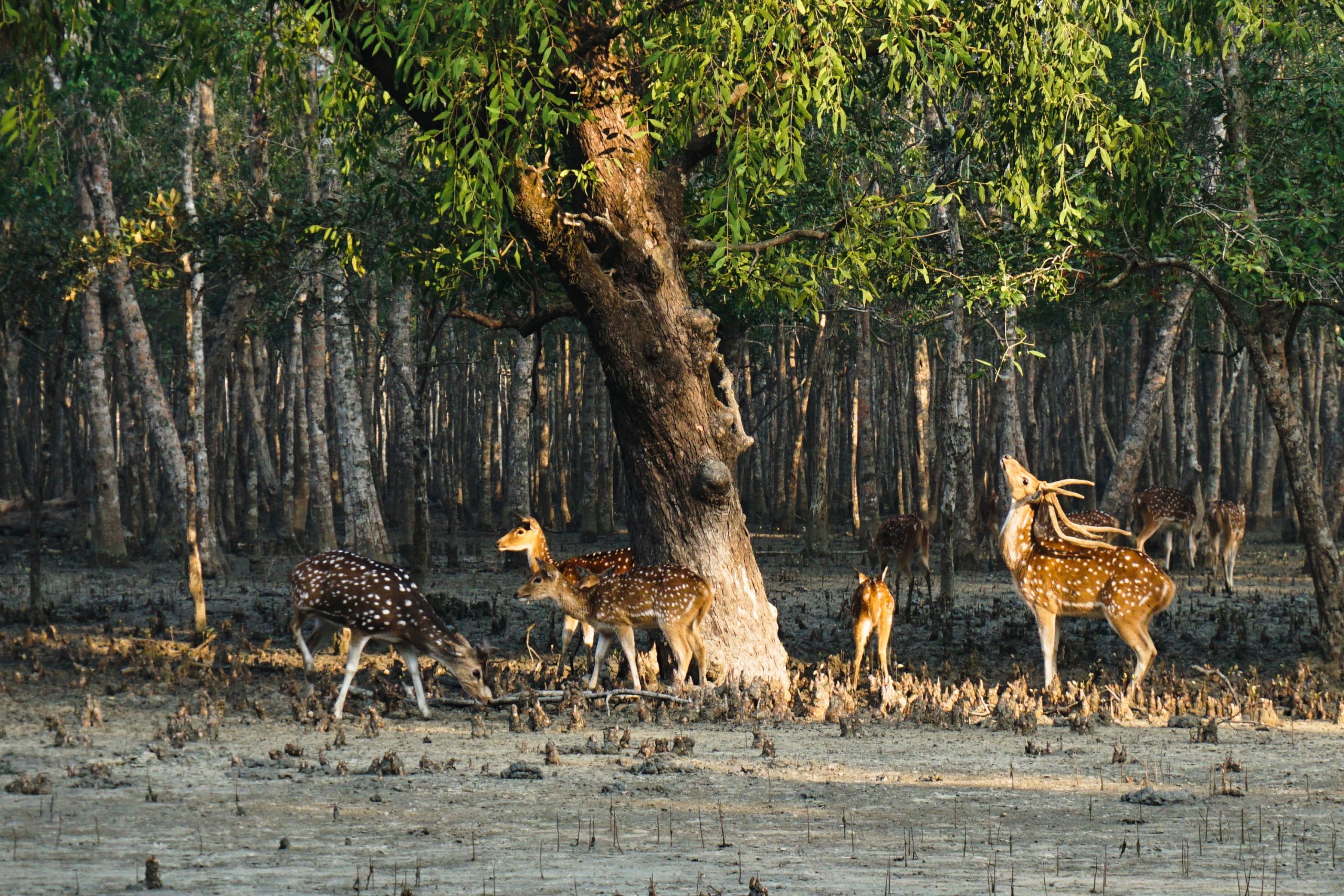 Write A Short Note On Sundarban Biosphere Reserve